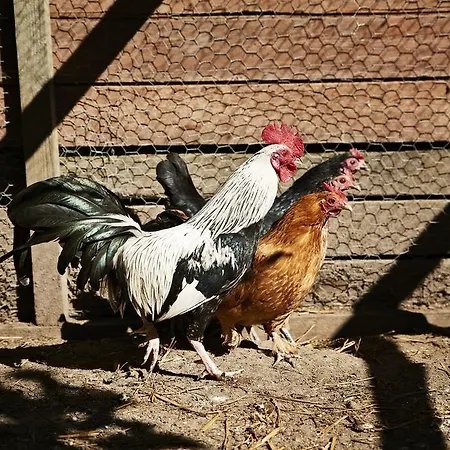 Rosengaarden Auberge de jeunesse Boderne