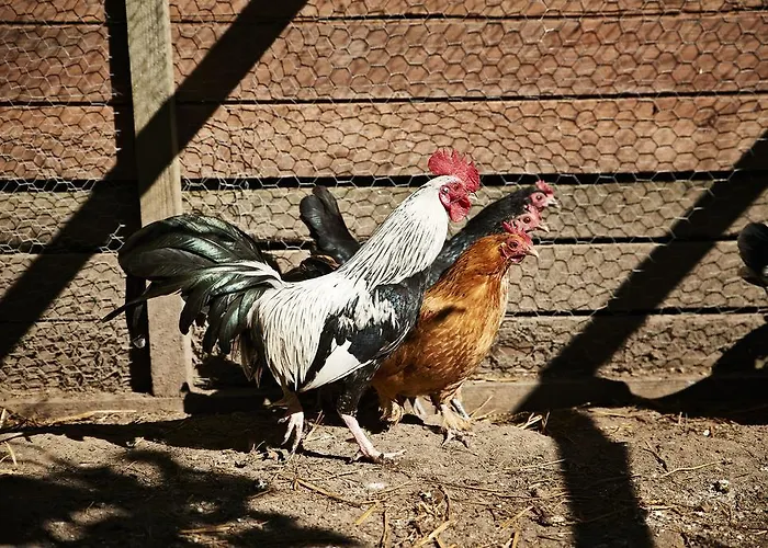 Rosengaarden Auberge de jeunesse Boderne